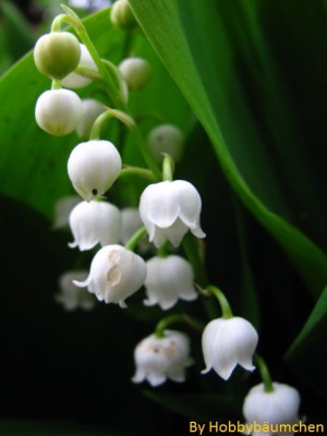 By Hobbybäumchen 13.JPG