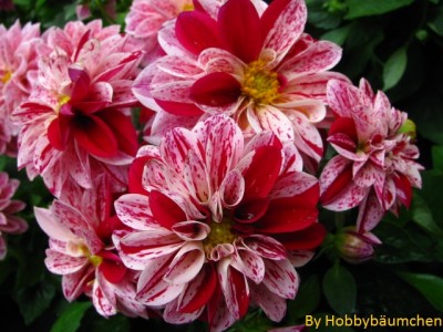 By Hobbybäumchen 4.JPG