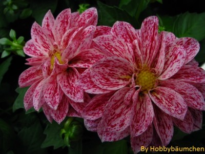 By Hobbybäumchen 1.jpg