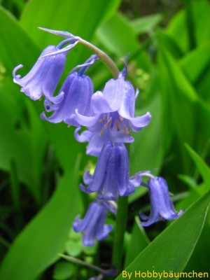 By Hobbybäumchen 18.JPG