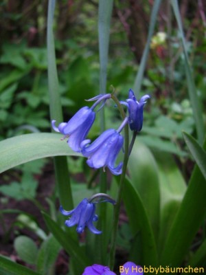 By Hobbybäumchen 16.JPG