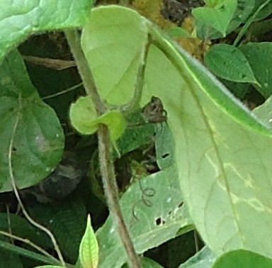 Passiflora menispermifolia vermutlich, 2012.06.02), DSC04093 - copia (2).JPG
