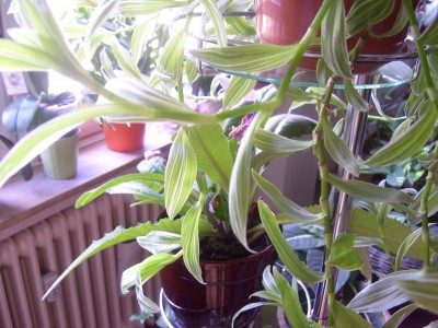 schööön 011.jpg