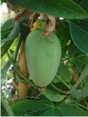 Frucht an Anastasia.JPG