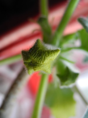 20120605-153257-386.jpg