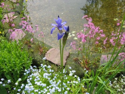 teich10.jpg