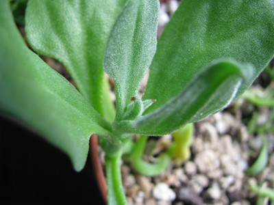 Eisblume 3.jpg
