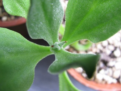 Eisblume 2.jpg