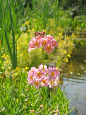 teich8.jpg