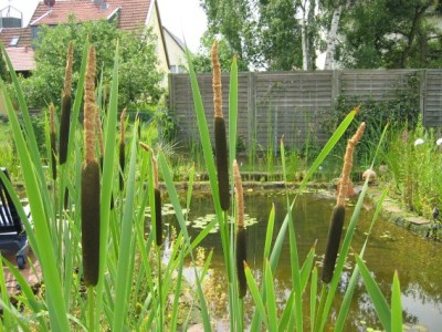 teich7.jpg
