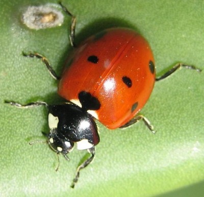 Bild green24 704.jpg