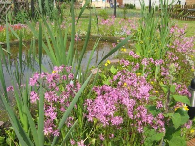 teich6.jpg