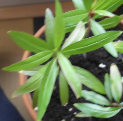 Green Blog 12.png