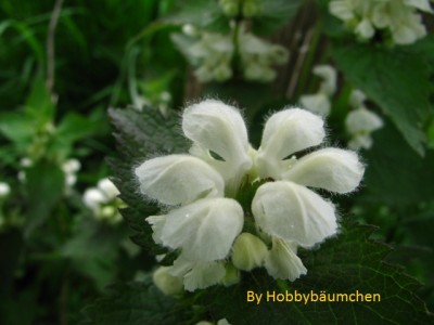 By Hobbybäumchen 32.JPG