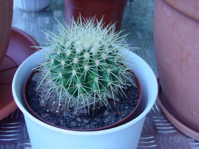 Echinocactus grusonii.jpg
