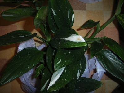 RIMG0009.JPG