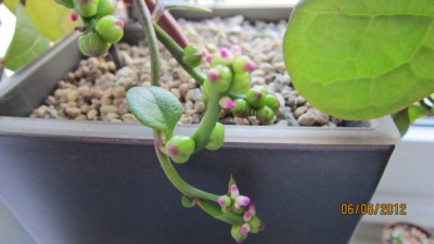Neu- Blüte.jpg