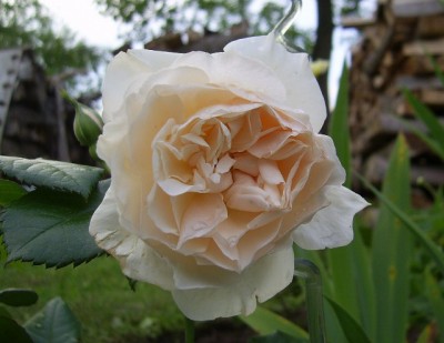 PIC_0102 (640x494).jpg