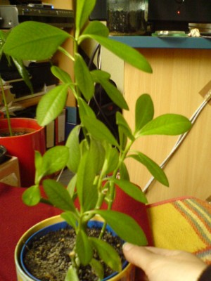dsc02812.jpg