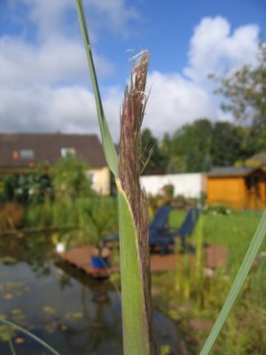 Pampaspuschel2.jpg