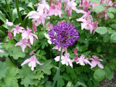 2012 Kalifornien, Garten 350klein.jpg