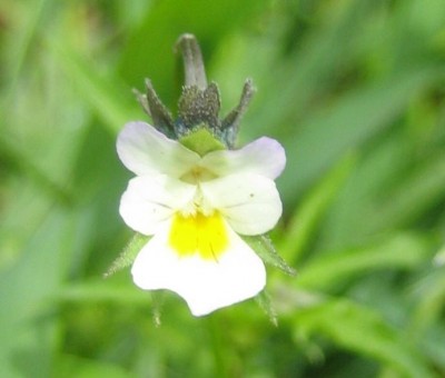Green24 5 038.jpg