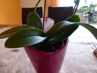 P1000232.JPG