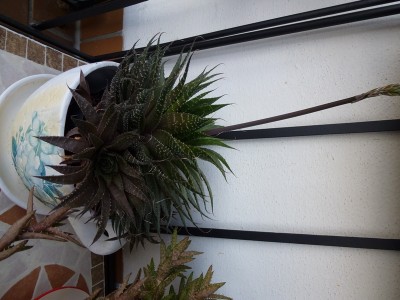 P1000250.JPG