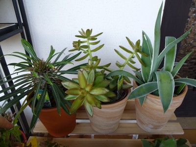 P1000249.JPG