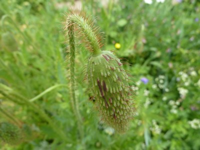 12-06-06-mohnknospe.JPG