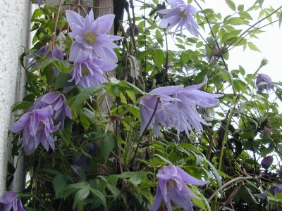 dscn0731.jpg