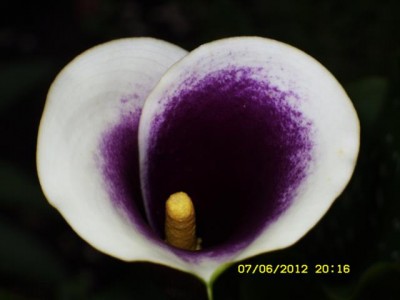 Photo11.jpg