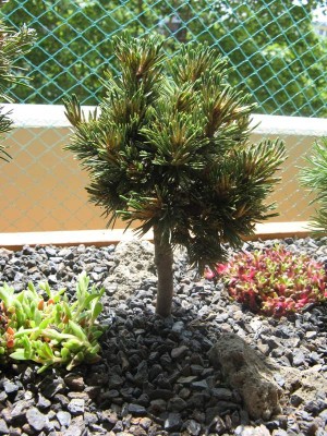 Pinus flexilis 'Woodland' (Hexenbesen).jpg