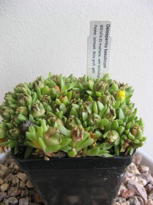 Delosperma basuticum.JPG
