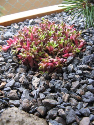 Delosperma alpinum 'Sani Pass'.JPG