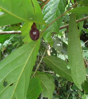 212. Baum, Arbolito de 4 metros, via Cupa, 07.06.2012, DSC03839.JPG