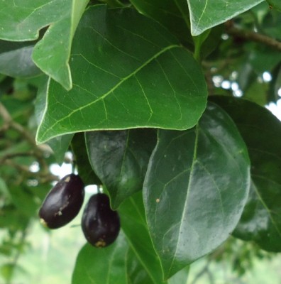 214. Baum, Arbolito de 7 metros, via Cupa, DSC03740.JPG