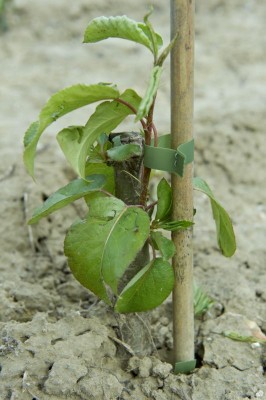 2762-Vermehrung-Jungpflanzen.jpg