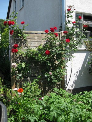 Kletterrose.jpg
