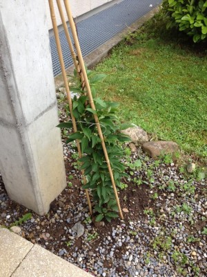 Foto5.JPG