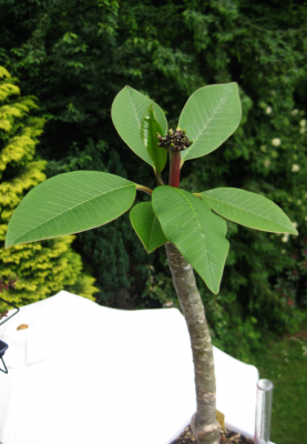 Plumiknospenstand vom 08.06.2012.png