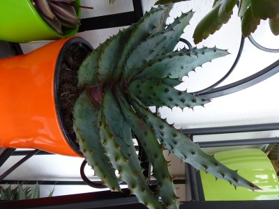 P1000256.JPG