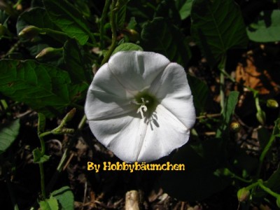 By Hobbybäumchen 63.JPG