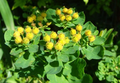 Euphorbia polychroma.jpg