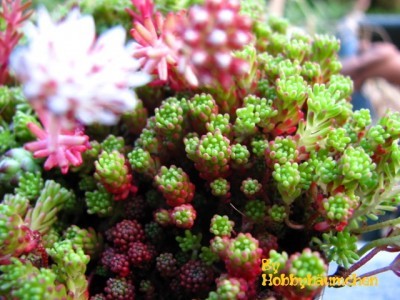 t_by_hobbybaeumchen_71_534.jpg