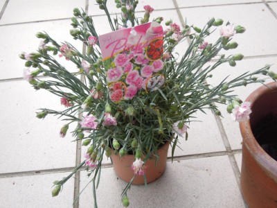 dianthus devon 001.JPG