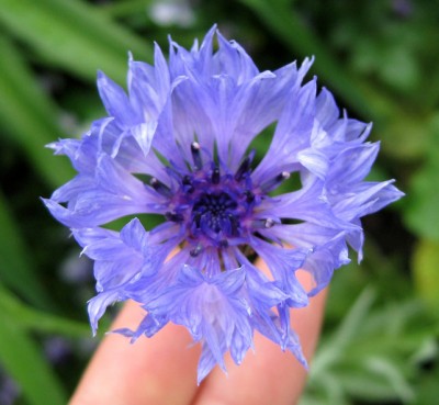 Kornblume Classic Fantastic Mischung_0584.jpg