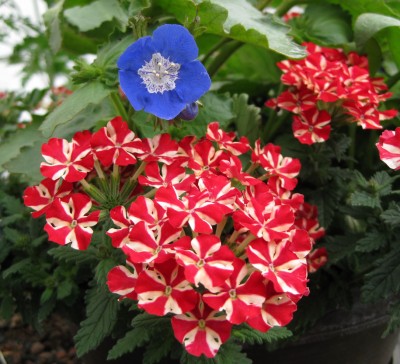 Verbene mit Phacelia Tropical Surf_0581.jpg