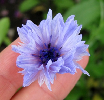 Kornblume Classic Fantastic Mischung 0583.jpg