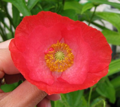 Seidenmohn Falling in Love_0577.jpg